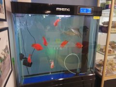 玻璃魚(yú)缸臟了怎么清洗才干凈？